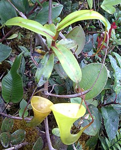 Description de l'image Nepenthes inermis2.jpg.