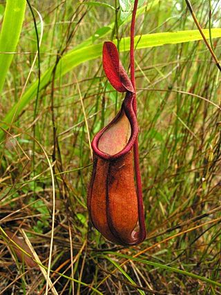 <i>Nepenthes kampotiana</i> Species of pitcher plant from Southeast Asia