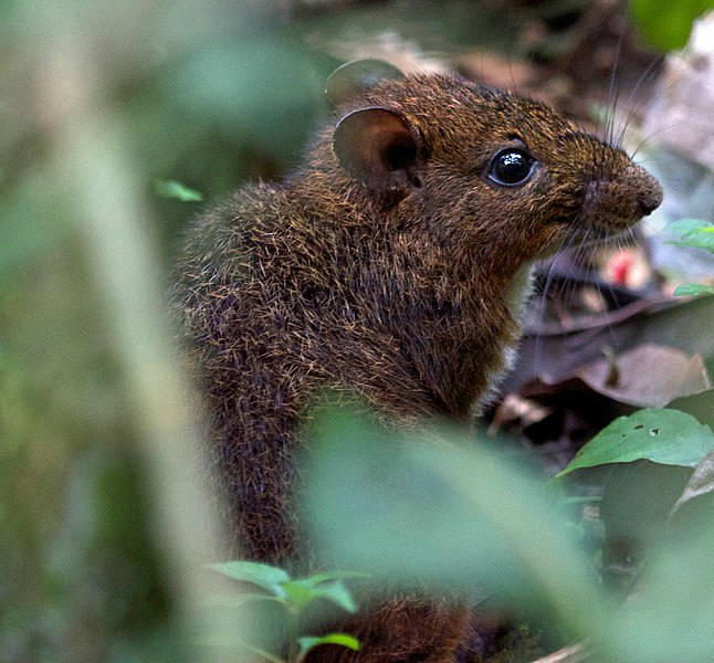 File:Nesomys rufus - Red forest rat (15721901477).jpg