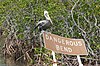 John Pennekamp Coral Reef State Park and Reserve Nonbreeding Adult Brown Pelican at a Dangerous Bend amid a Mangrove Forest.jpg