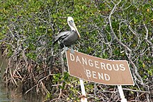 Brown pelican Nonbreeding Adult Brown Pelican at a Dangerous Bend amid a Mangrove Forest.jpg