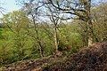 Slope of Oldbury Hill.