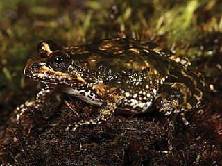 <i>Nothophryne broadleyi</i> Species of amphibian