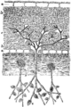 Krompirjeva plesen. (Peronóspora inféstans. [sic]) Illustration #329 in: Martin Cilenšek: Naše škodljive rastline, Celovec (1892)