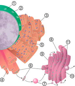 Nucleus ER golgi