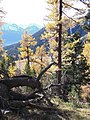 Forêt subnaturelle de mélèze et d'arolle près de Modane (Savoie, France).