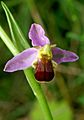 Ophrys apifera var. bicolor Orchi 008-1.jpg