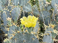 Opuntia engelmannii en fleur 01.jpg