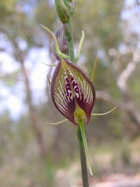 Cryptostylis