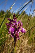 Arukäpp Orchis morio