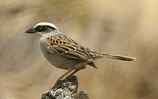 Striped sparrow