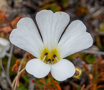 Ourisia caespitosa