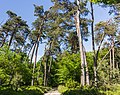 Overhangende bomen boven zandweg. Locatie, Kroondomein Het Loo.