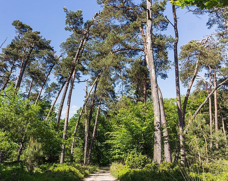 File:Overhangende bomen boven zandweg. Locatie, Kroondomein Het Loo.jpg