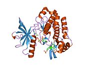 1k3a: ساختار گیرندهٔ کینازی فاکتور رشد شبه انسولین نوع ۱
