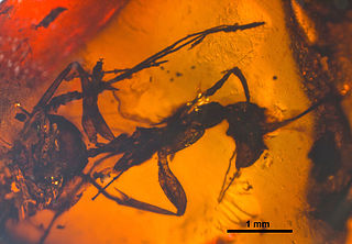 <i>Zherichinius</i> Genus of ants