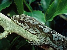 Pazifischer Gecko Hoplodactylus pacificus.jpg