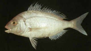 <i>Pagellus affinis</i> Species of fish