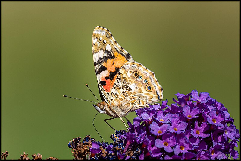 File:Painted Lady Butterfly (Vanessa cardui) (51379488927).jpg