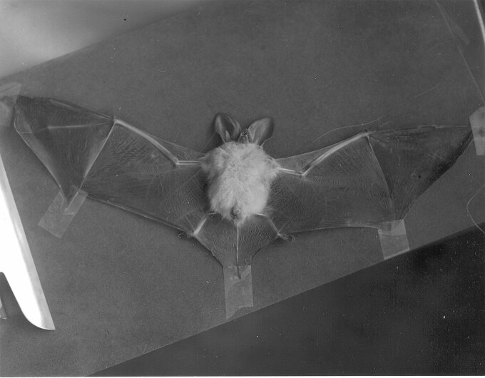 File:Pallid Bat (Antrozous pallidus) (4e728379-d7d4-4183-af9a-f040028232fc).tif