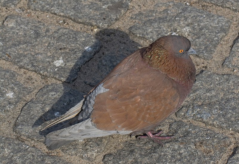 File:Paloma bravía (Columba livia), Rynek, Gniezno, Polonia, 2012-04-02, DD 2.JPG