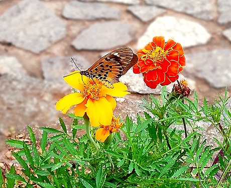 Papillon qui butine. Photographe : Djeukeu Laura