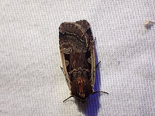 <i>Parabagrotis</i> Genus of moths