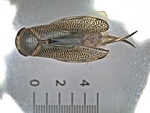 Paracorixa concinna (Corixidae) - (imago), Арнем, Нидерланды - 3.jpg