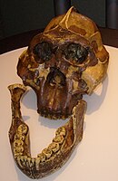 Paranthropus boisei (OH 5, Zinj + Peninj-käken)