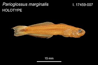 <i>Parioglossus marginalis</i> Species of fish