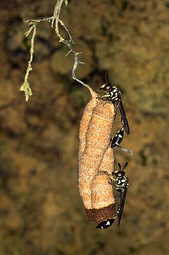Two females of Parischnogaster striatula resting on their nest hanged on a small root Parischnogaster striatula David Baracchi.jpg