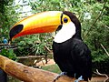 Tucano-Toco