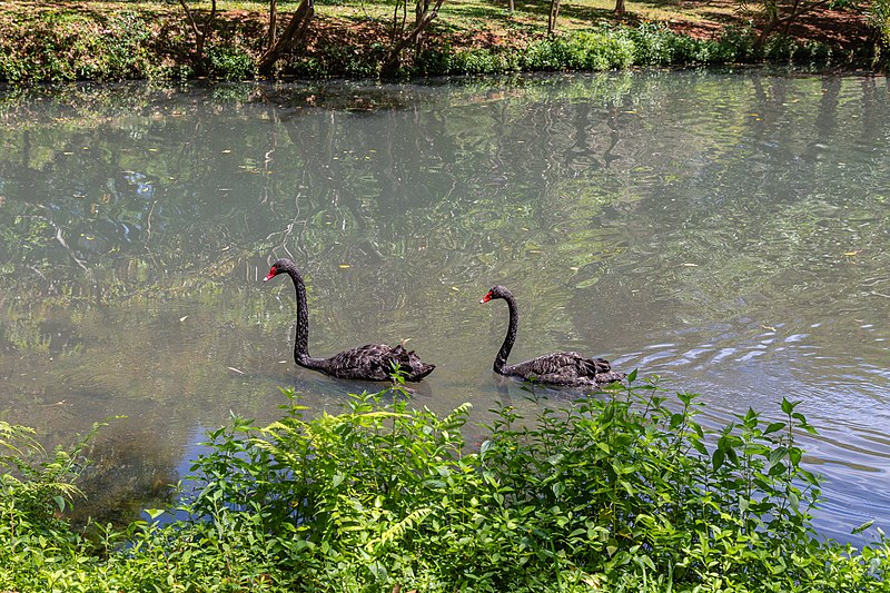 File:Parque do Ibirapuera São Paulo 2019-5746.jpg