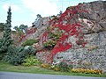 Klatrevildvin i høstfarve, (Parthenocissus quinquefolia) Grimstad, Norge