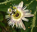 Passiflora pardifolia