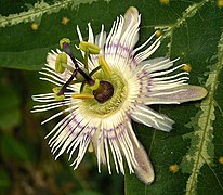 Passiflora 01 ies.jpg