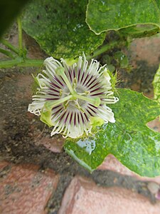 Passiflora foetida is the host plant of Tawny Coster (হরিনছড়া) [(Acraea terpsicore)] found in Prakiti Tirtha (New Town Eco Park butterfly garden),Kolkata