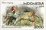 Gambar mini seharga Tikus ompong