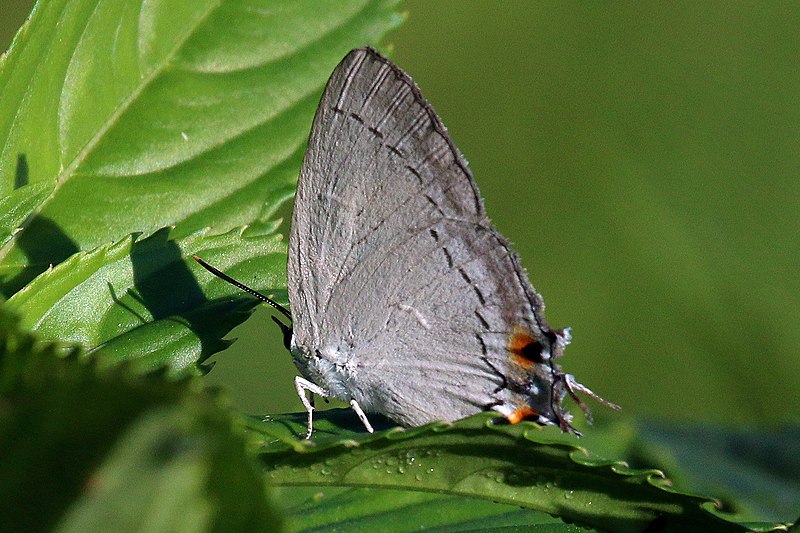 File:Peacock royal (Tajuria cippus frontinus) Bali I.jpg