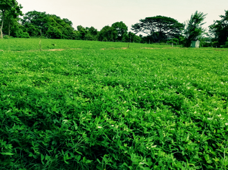 Peanut farming Peanut.png