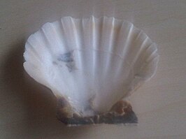 Pecten albicans