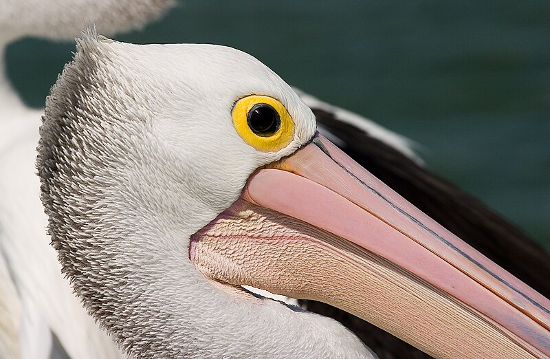 File:Pelicans Eye-01+ (354571134).jpg