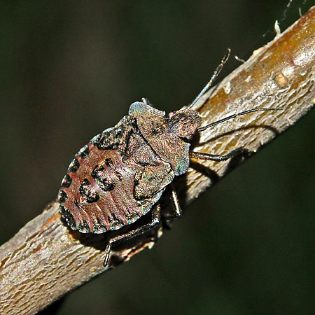 Pentatomidae - Pentatoma rufipes-nymph.JPG