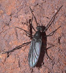 Penthetria heteroptera P1320153a.jpg