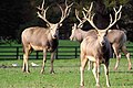 Pere David Deer - Woburn Deer park (5108236985).jpg