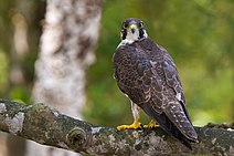 Peregrine Falcon in Sundarban