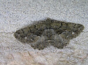 Peribatodes ilicaria Lyma.jpg