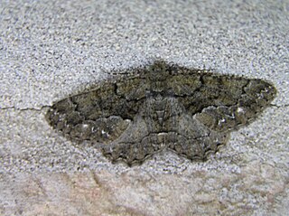 <i>Peribatodes ilicaria</i> Species of moth