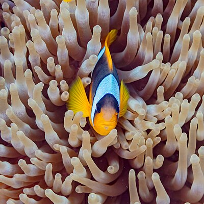 Red Sea clownfish (Amphiprion bicinctus) in a magnificent sea anemone (Heteractis magnifica), Red Sea, Egypt