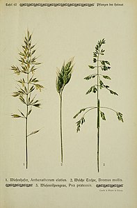 Pflanzen der Heimat (Tafel 67) (6099931534).jpg